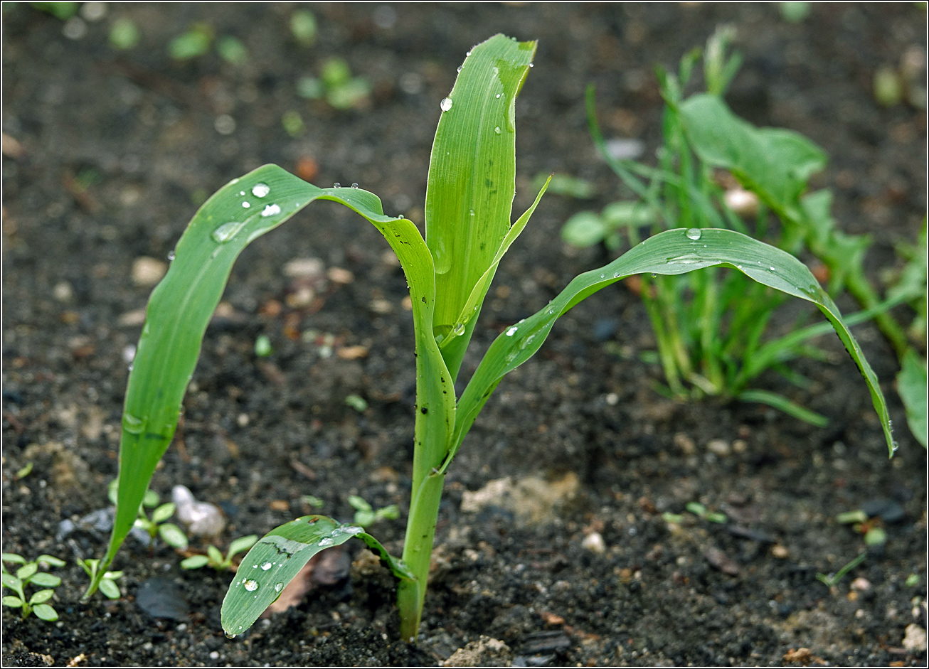 Image of Zea mays specimen.