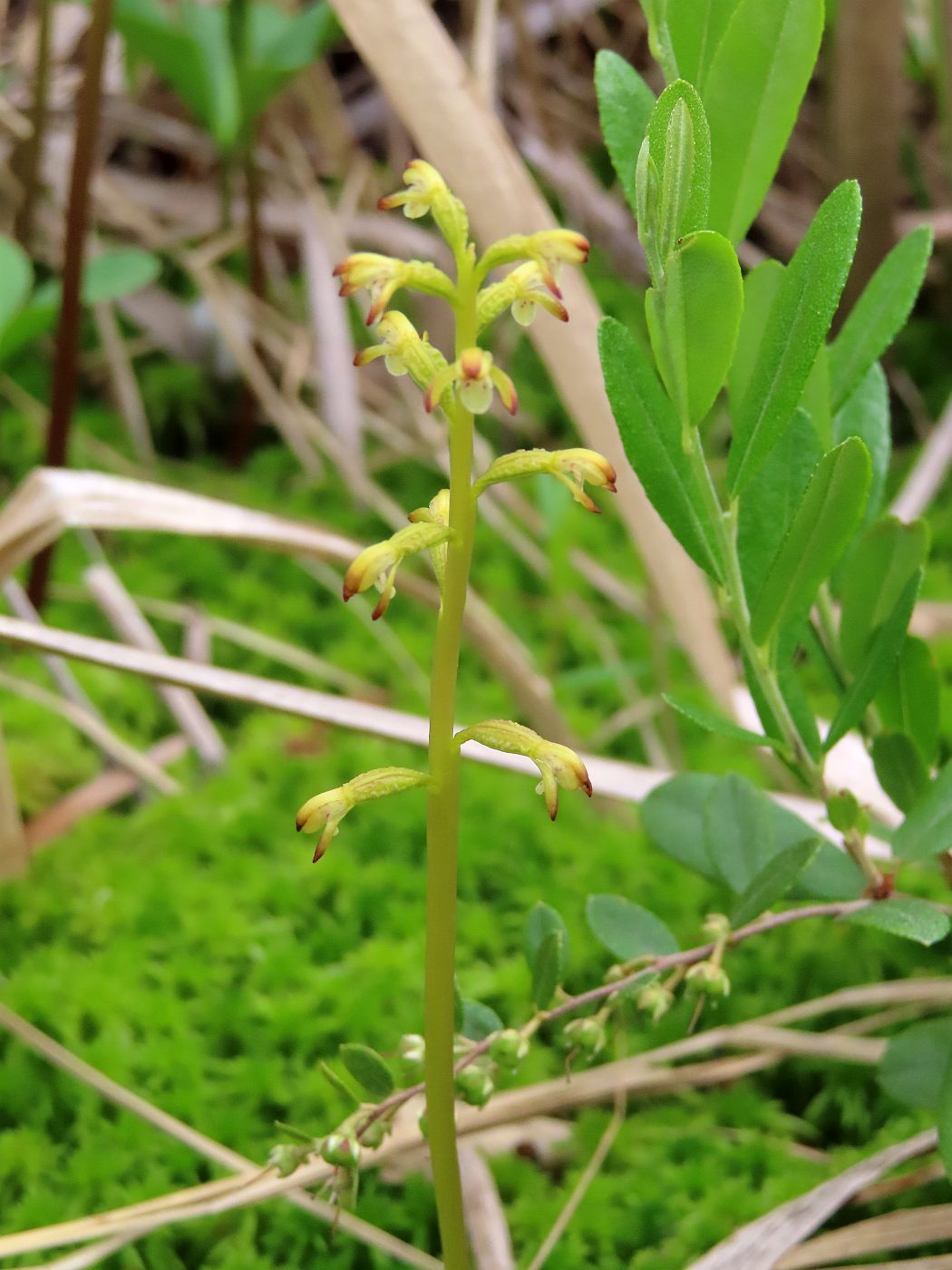 Изображение особи Corallorhiza trifida.