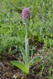 Orchis simia. Цветущее растение (высота — 28 см, длина соцветия — 6 см). Дагестан, Кумторкалинский р-н, окр. Буйнакского перевала, хр. Нарат-Тюбе, на склоне промоины, ок. 500 м выс., н. у. м. 26 апреля 2023 г.