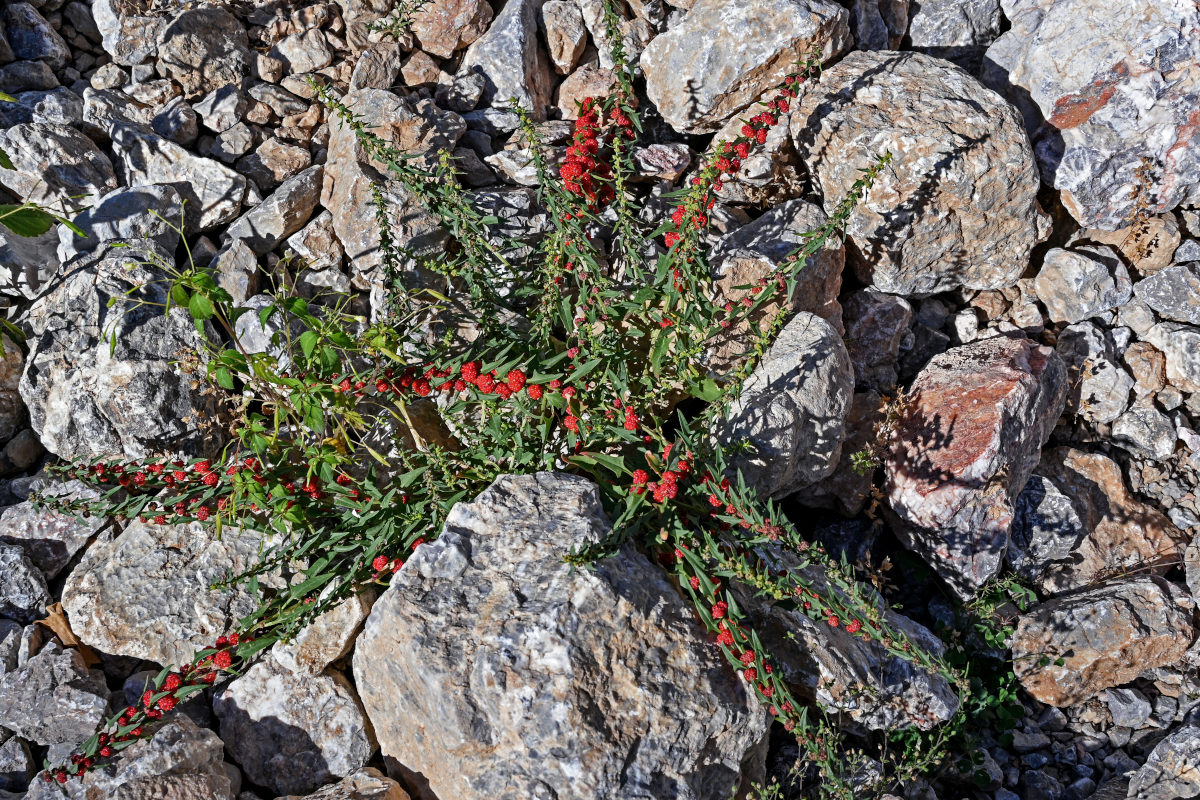 Image of Blitum virgatum specimen.