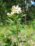 Trifolium lupinaster. Верхушка побега с соцветиями. Казахстан, Восточно-Казахстанская обл., Западно-Алтайский заповедник; Западный Алтай, хр. Линейский, окр. пер. Линейский, ≈ 1600 м н.у.м., опушка смешанного леса. 1 июля 2023 г.