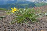 Tragopogon reticulatus