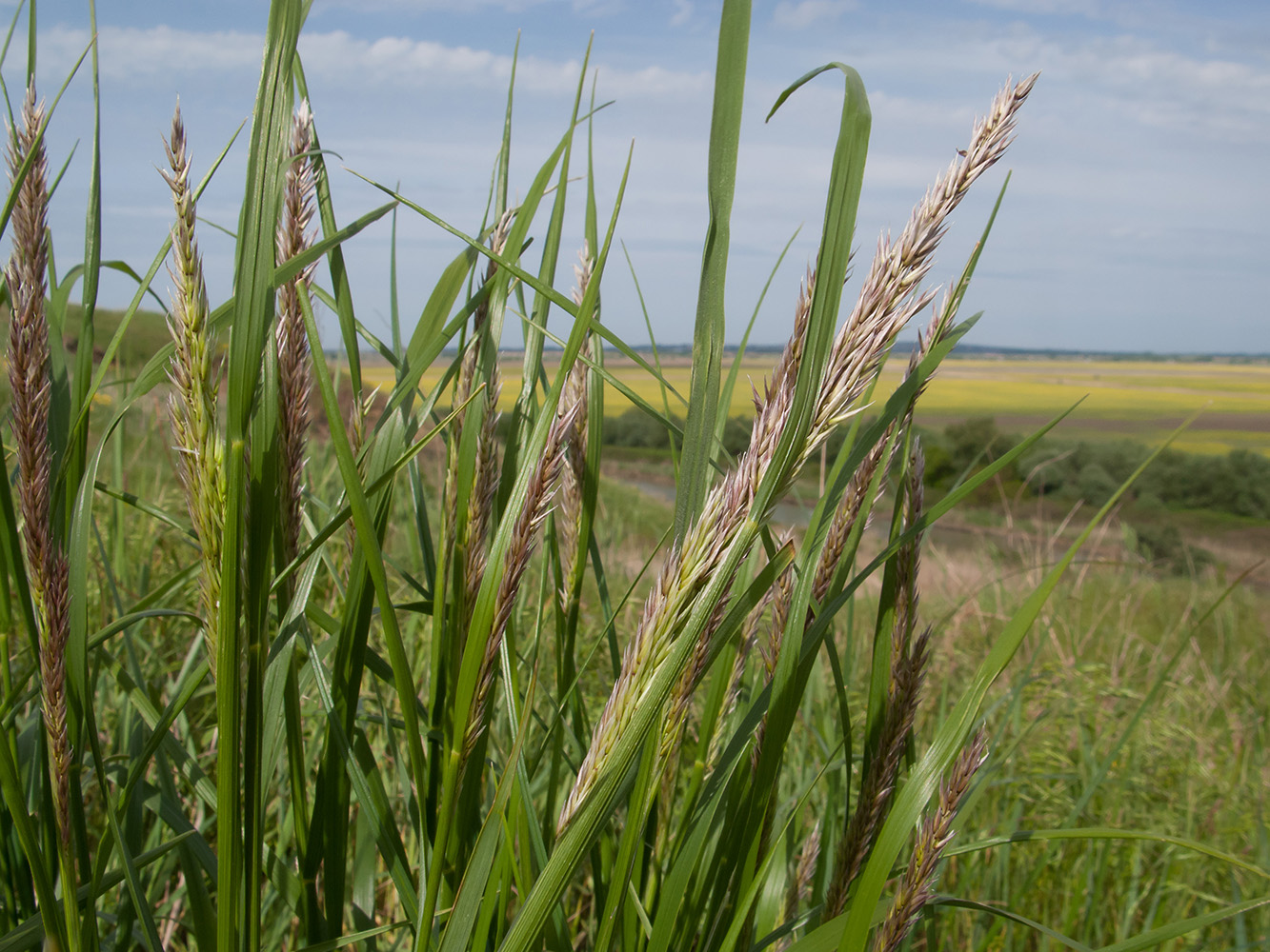 Изображение особи Calamagrostis pseudophragmites.