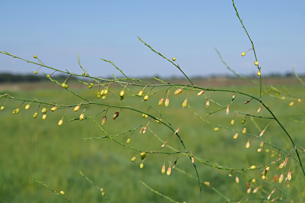 Image of Asparagus officinalis specimen.