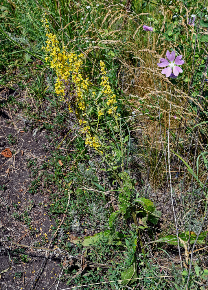 Image of Verbascum lychnitis specimen.