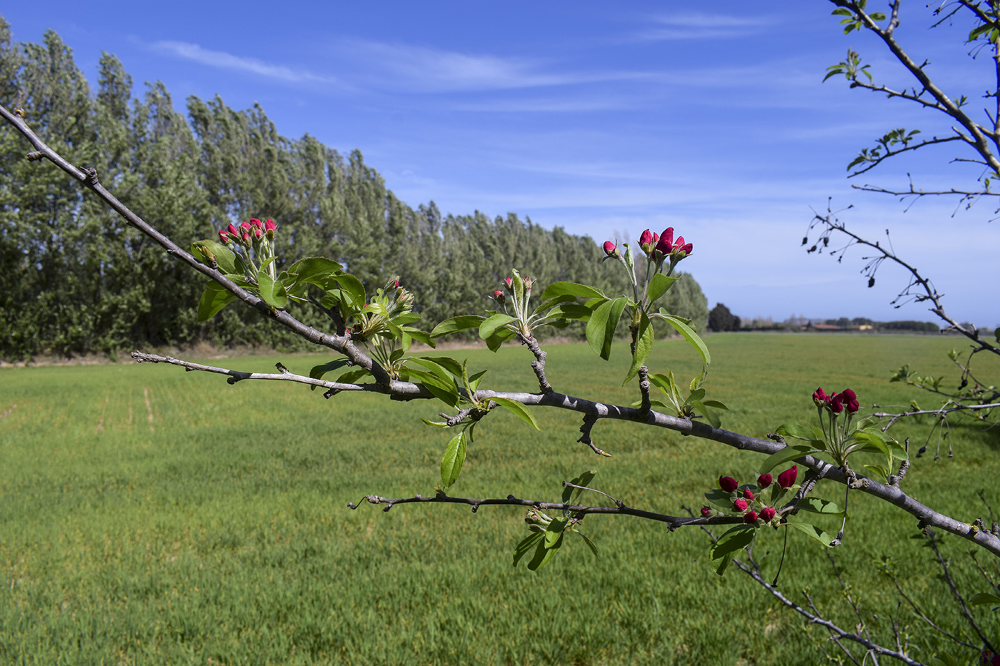 Image of Malus prunifolia specimen.