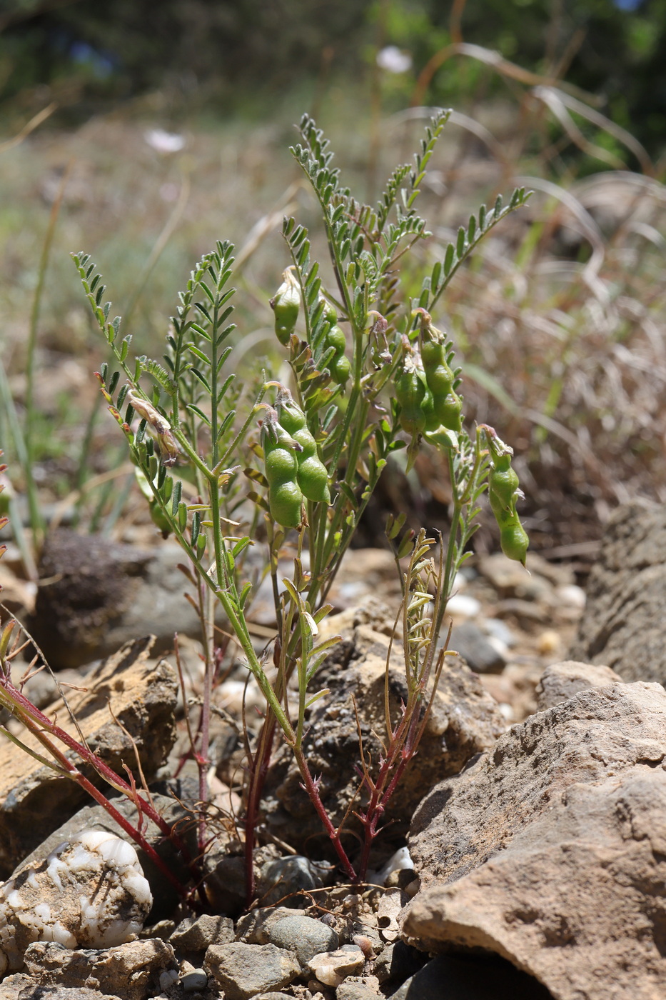 Изображение особи Vicia ervilia.