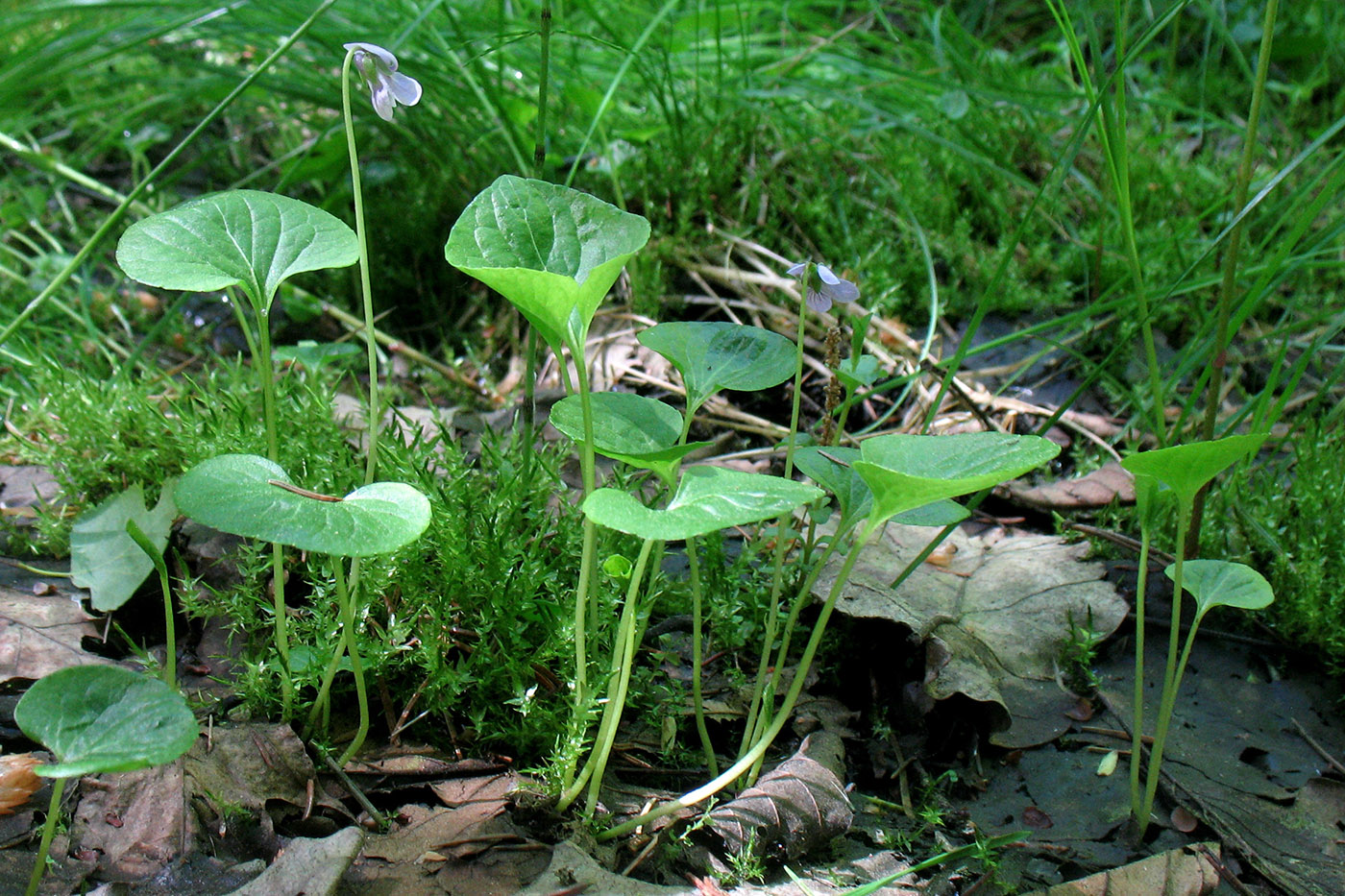 Изображение особи Viola palustris.