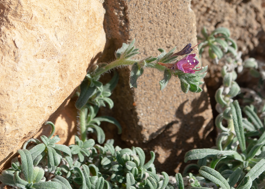 Image of Echium angustifolium specimen.