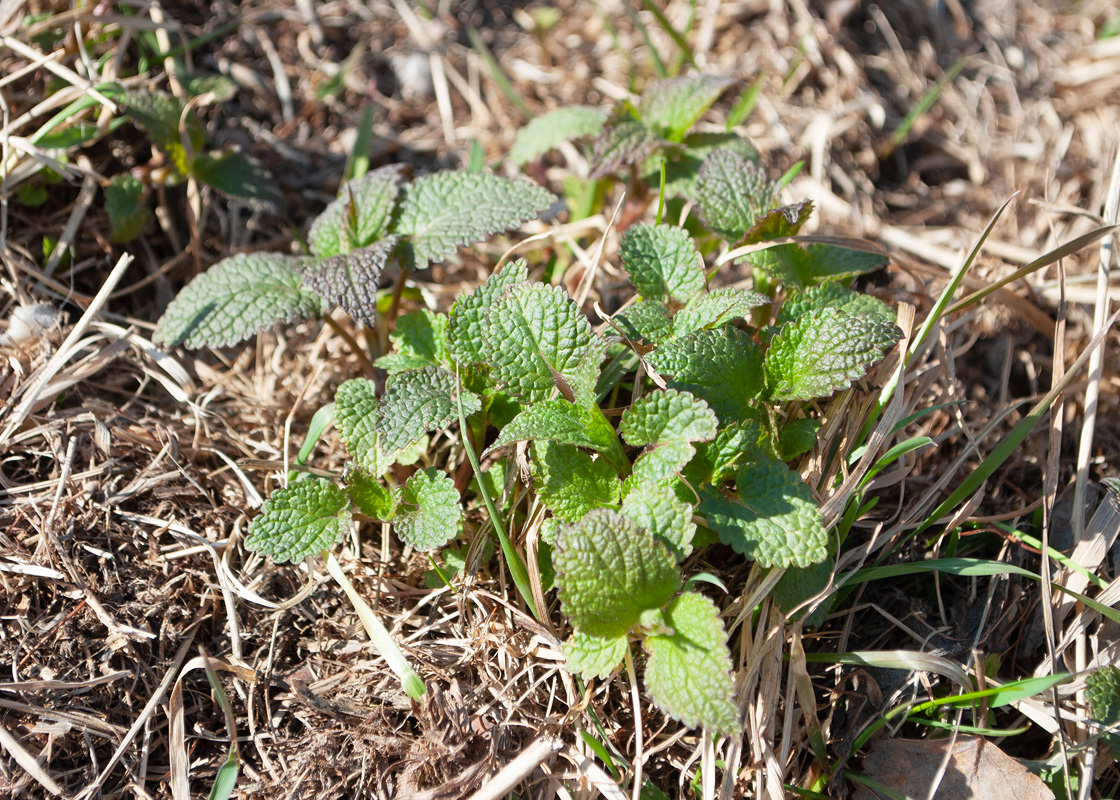 Image of Lamium album specimen.