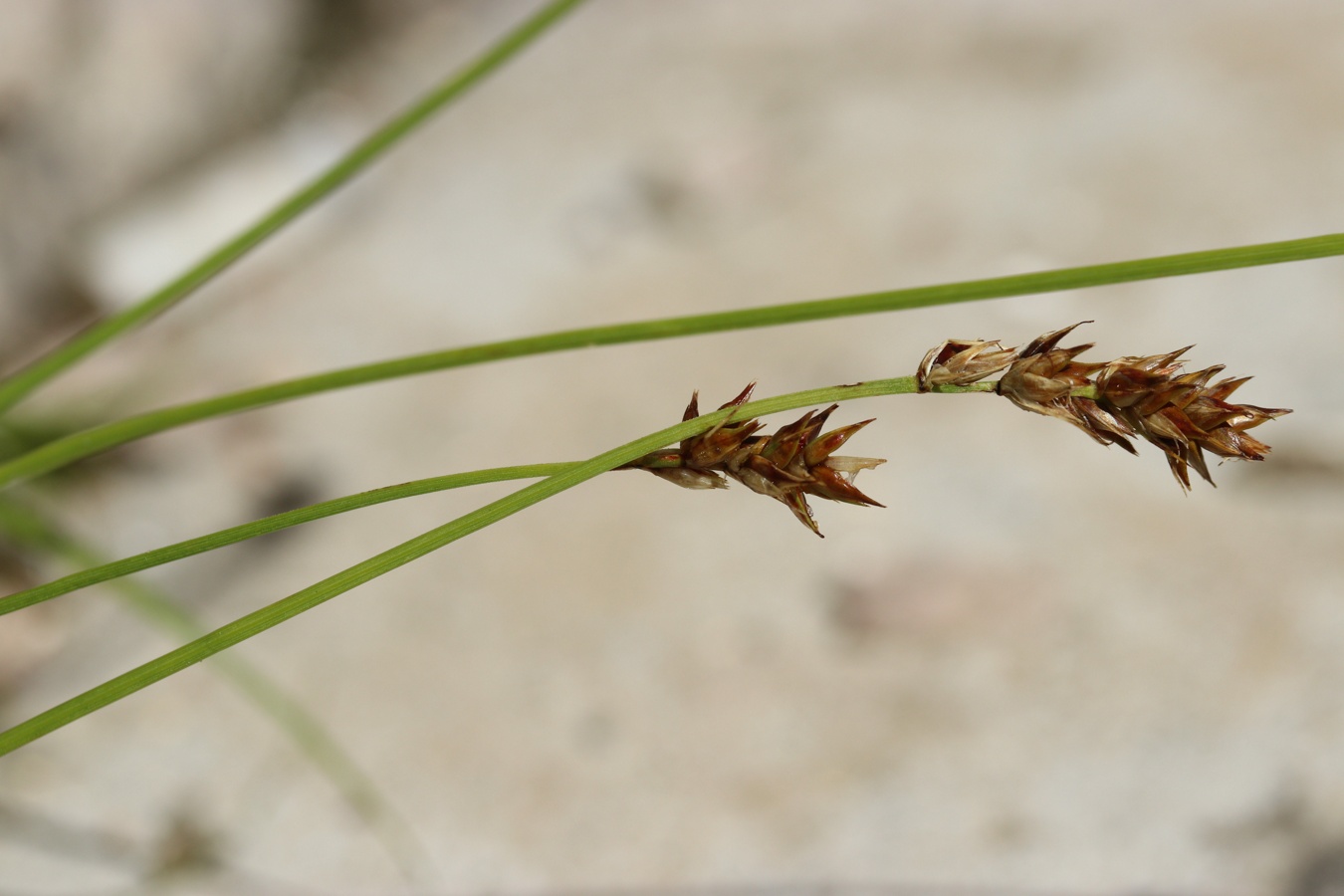 Image of Carex spicata specimen.