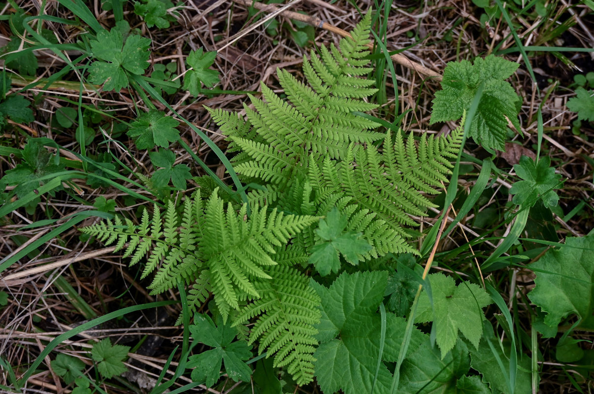 Изображение особи род Athyrium.