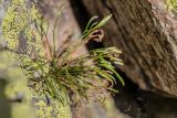 Asplenium septentrionale