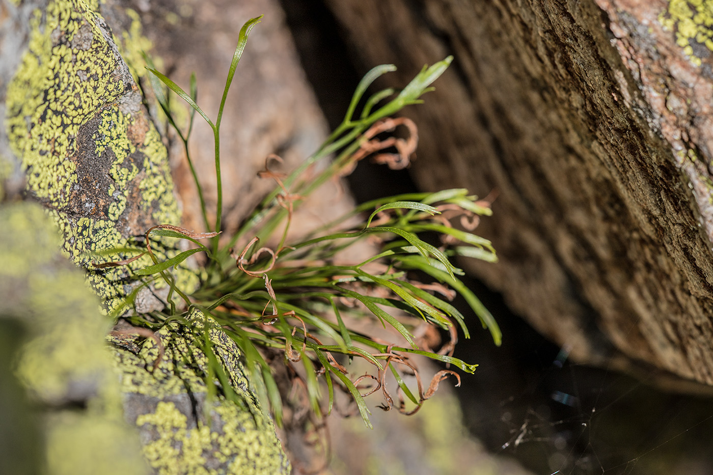 Image of Asplenium septentrionale specimen.