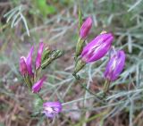 Astragalus subuliformis. Верхушки побегов с соцветиями. Краснодарский край, м/о Анапа, окр. пос. Супсех, каменистая ложбинка на склоне близ вершины. 04.06.2021.