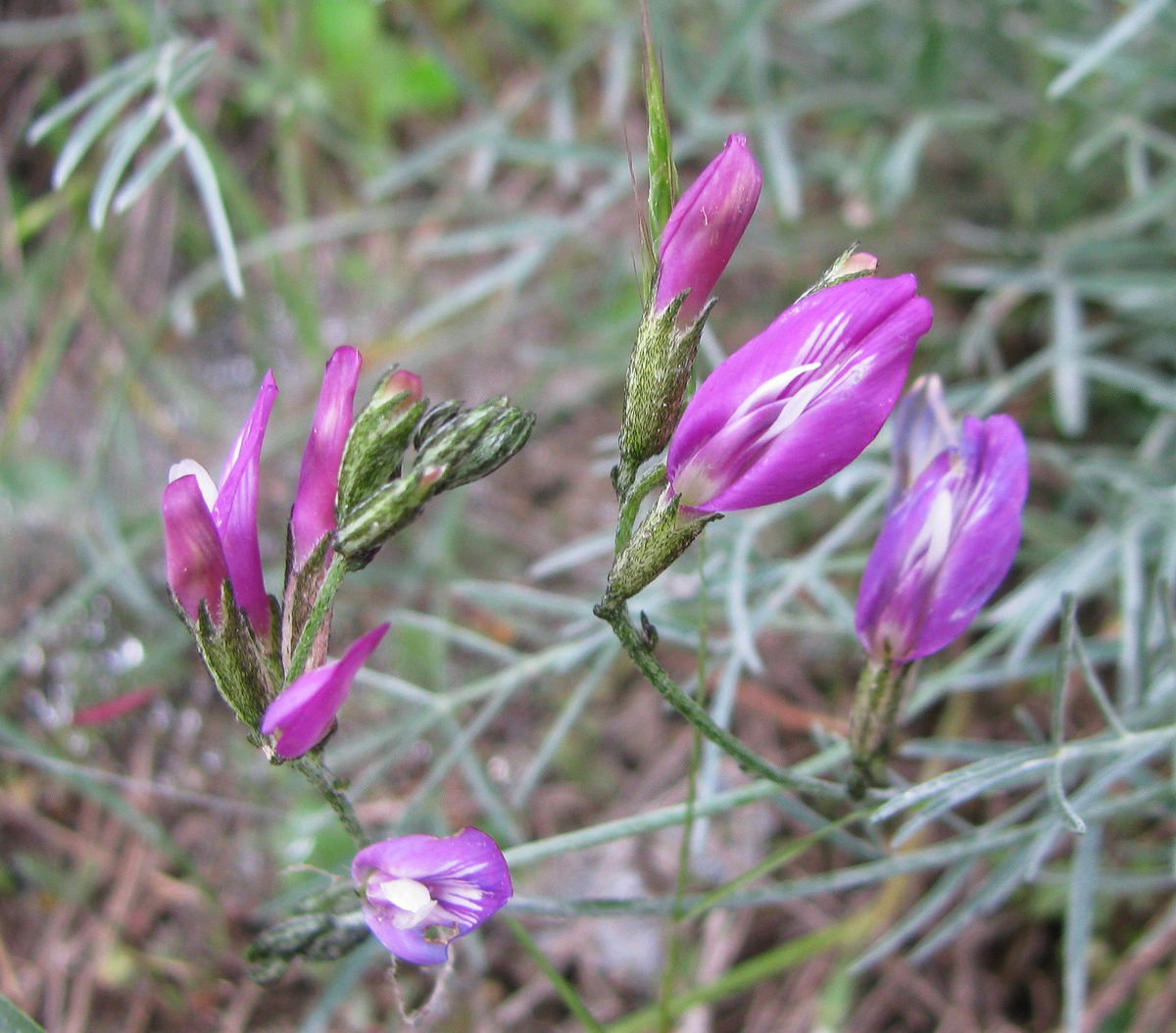 Image of Astragalus subuliformis specimen.