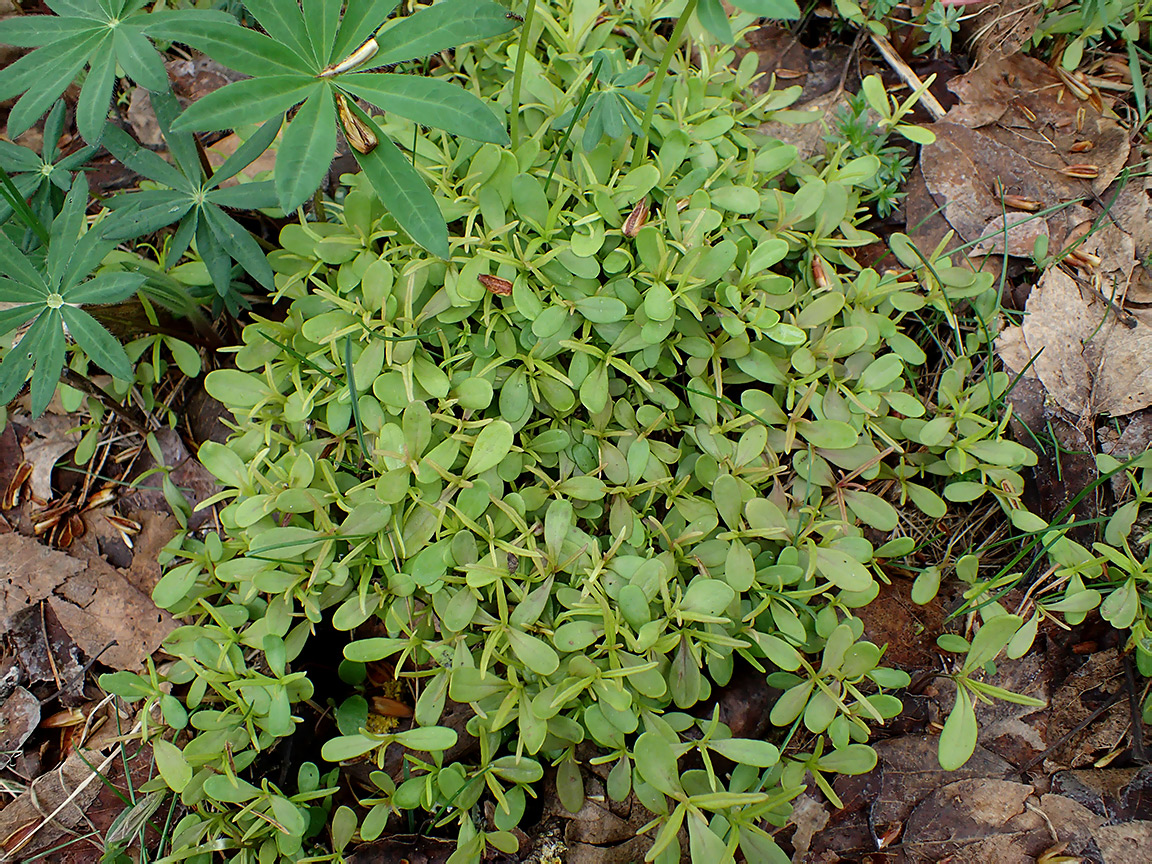 Изображение особи Melampyrum nemorosum.