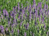 Lavandula angustifolia. Верхушки расцветающих растений. Краснодарский край, м.о. Новороссийск, сельский округ Абрау-Дюрсо, парк. 10.06.2021.