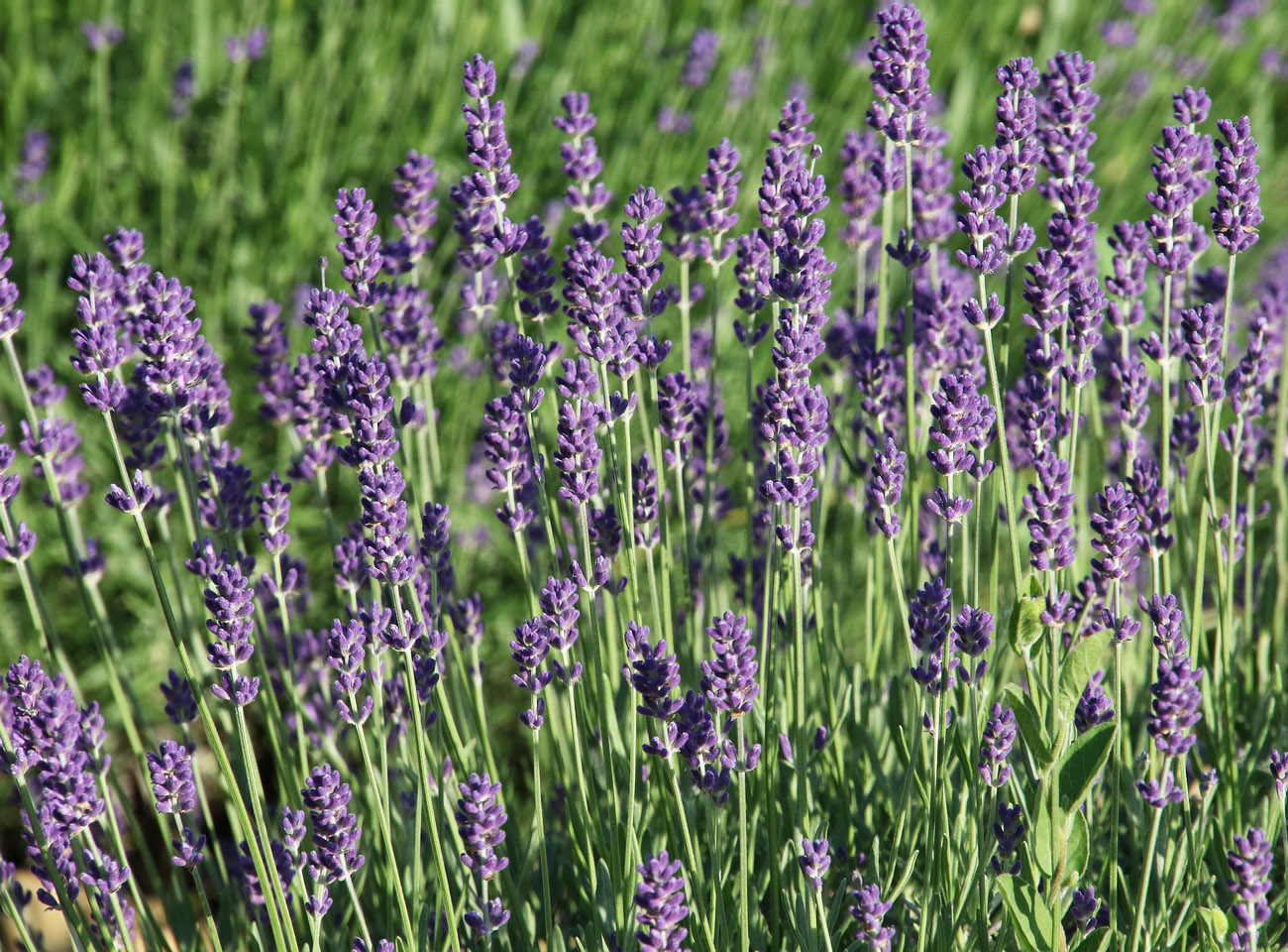 Image of Lavandula angustifolia specimen.