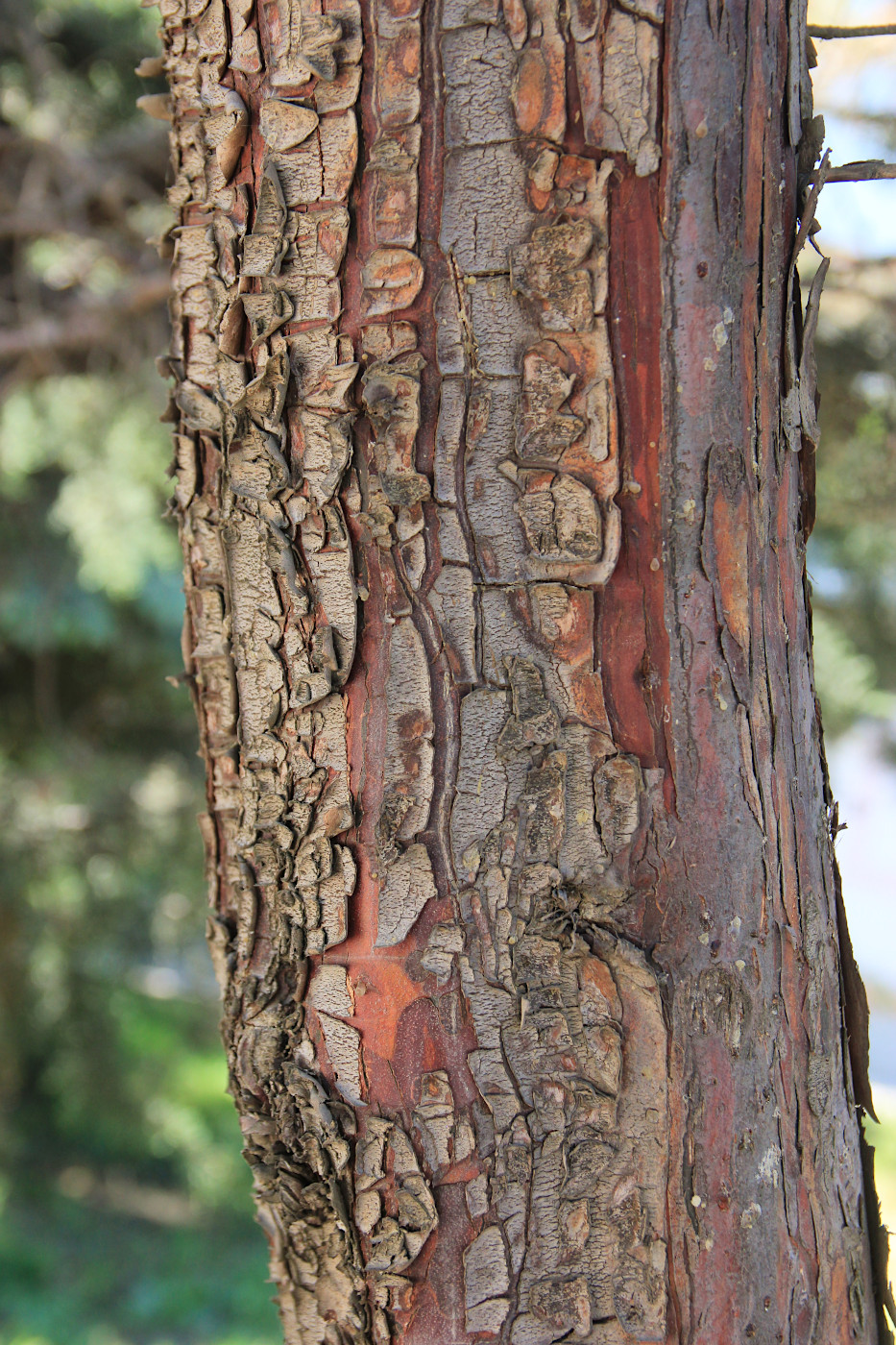 Image of Cupressus arizonica specimen.