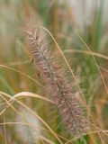 Pennisetum alopecuroides. Соплодие. Краснодарский край, Крымский р-н, станица Неберджаевская, приусадебный участок, в культуре. 17.11.2024.