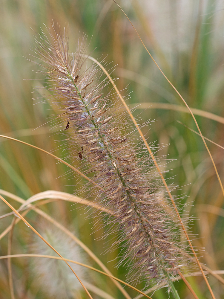 Изображение особи Pennisetum alopecuroides.