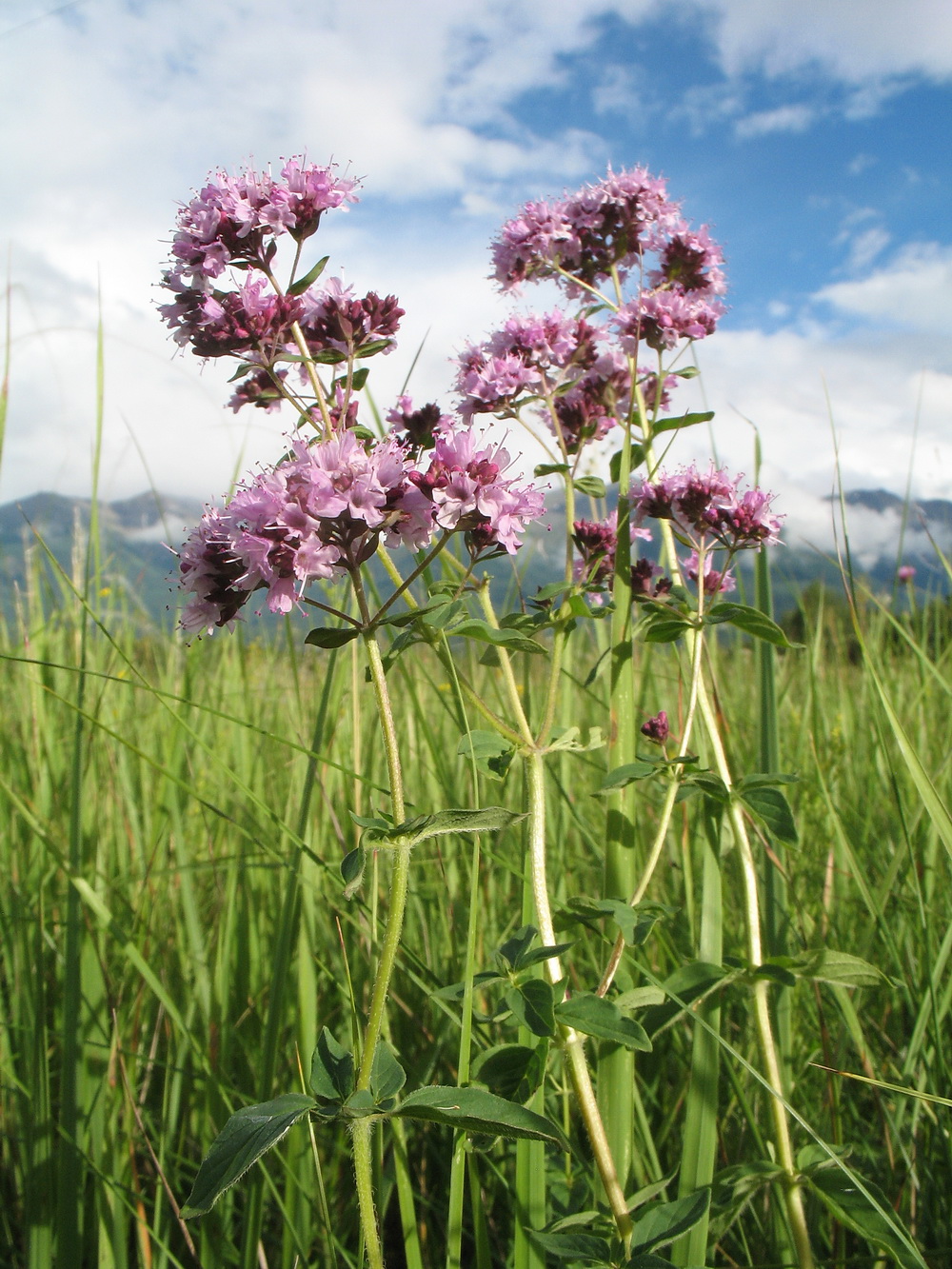 Image of Origanum vulgare specimen.