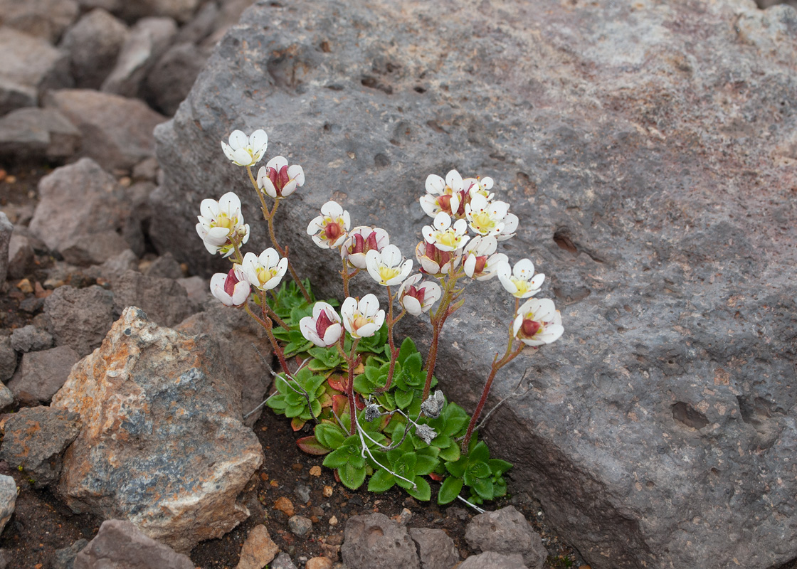 Изображение особи Micranthes merkii.