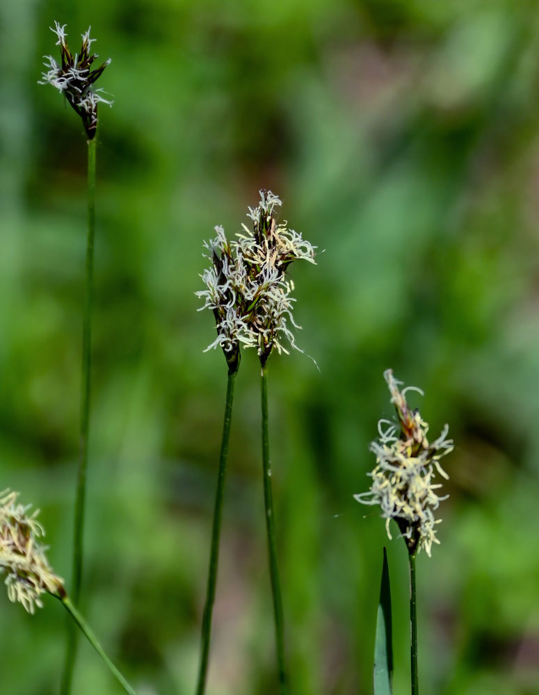 Изображение особи Carex praecox.