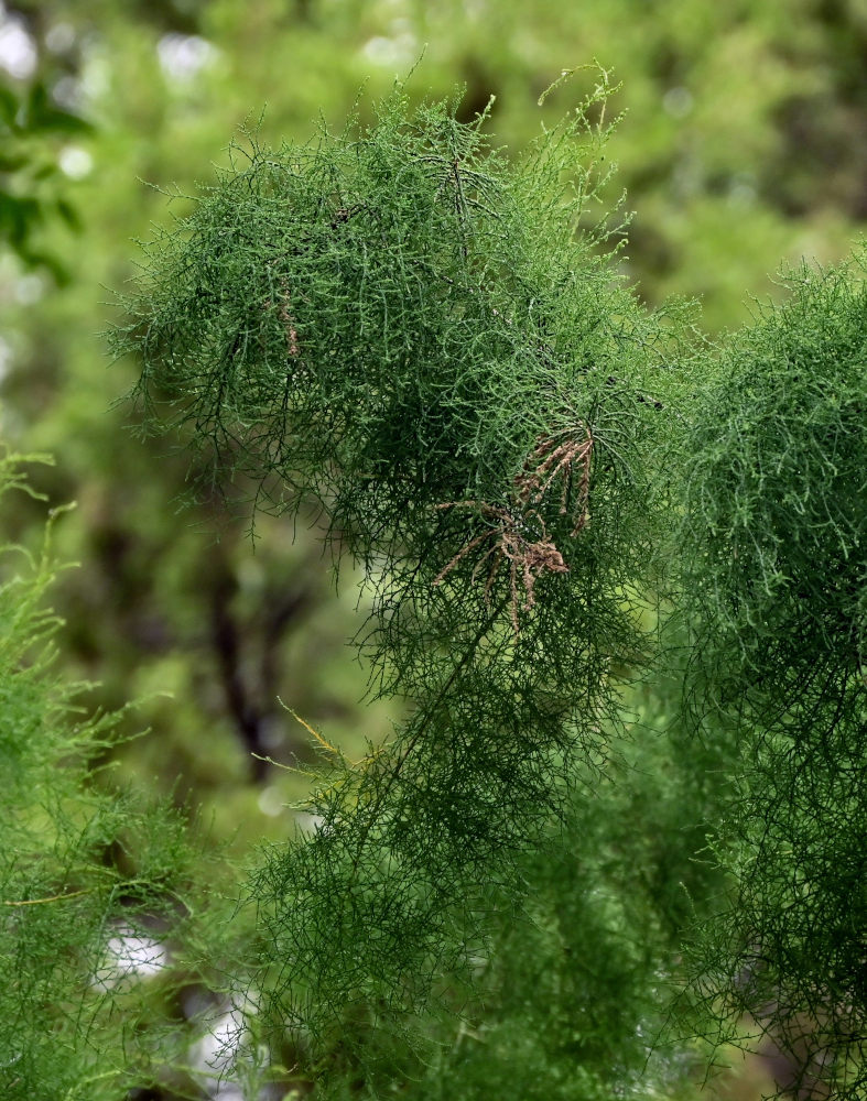 Image of Tamarix chinensis specimen.