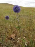 Echinops davuricus