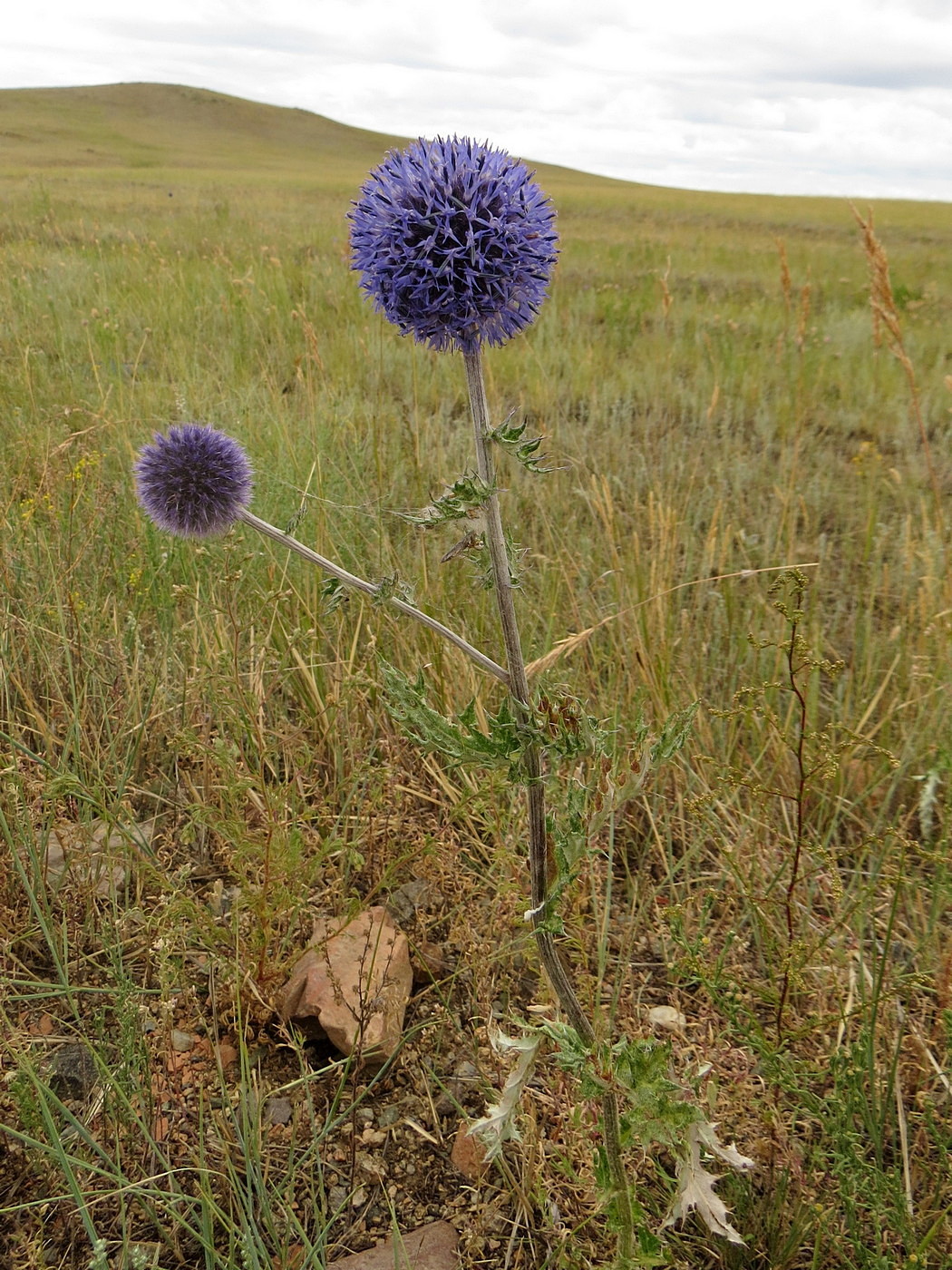 Image of Echinops davuricus specimen.