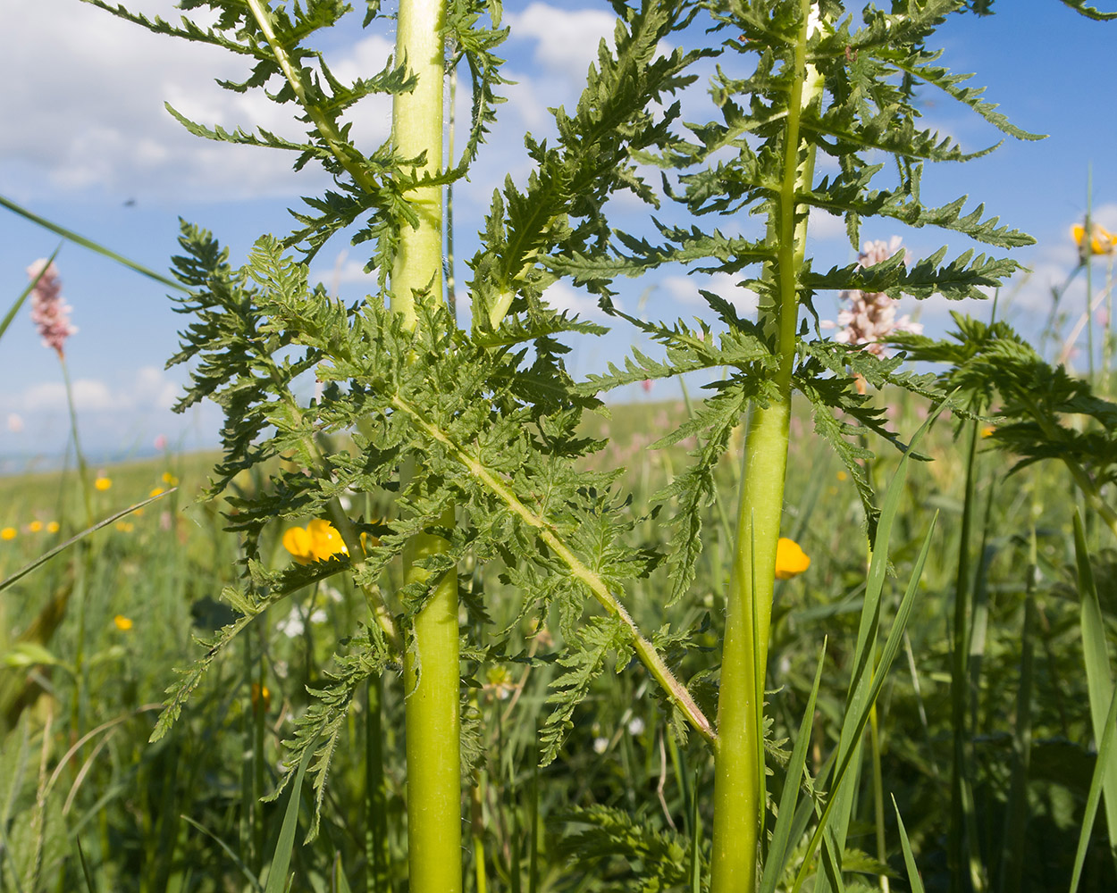 Изображение особи Pedicularis condensata.