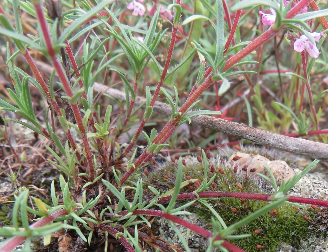 Изображение особи Thymus striatus.