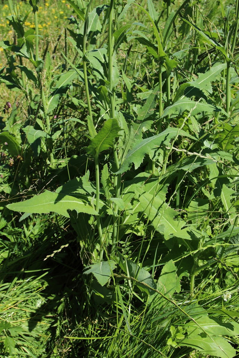 Изображение особи Sonchus arvensis.