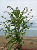 Cynoglossum officinale