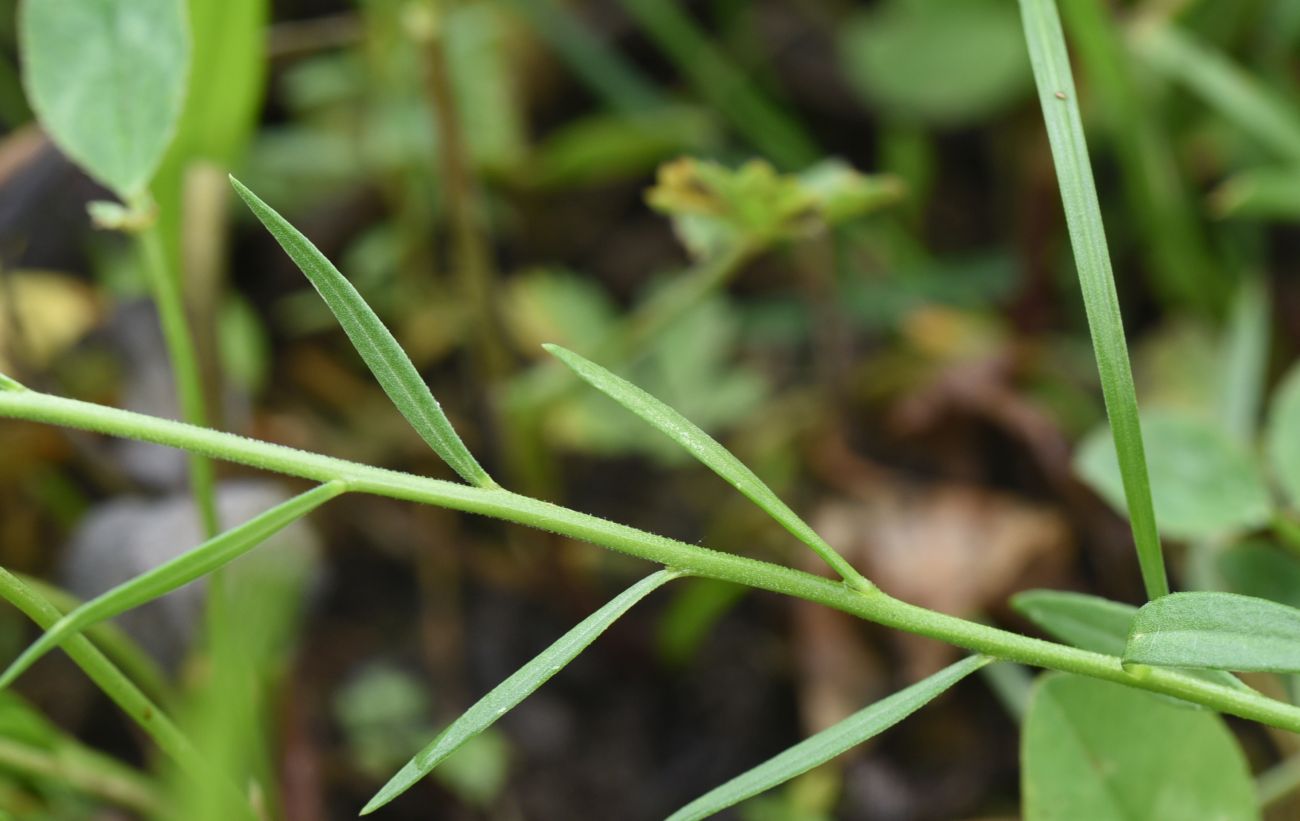 Image of genus Polygala specimen.