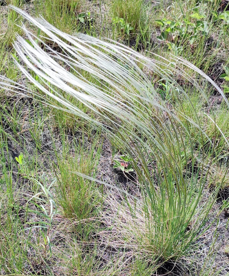 Изображение особи Stipa pennata.