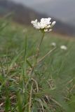 Noccaea macrantha. Цветущее растение. Краснодарский край, м/о г. Новороссийск, гора Лысая-Новороссийская, ≈ 500 м н.у.м., горная степь. 05.04.2025.