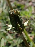 Смотреть изображение Taraxacum brassicifolium