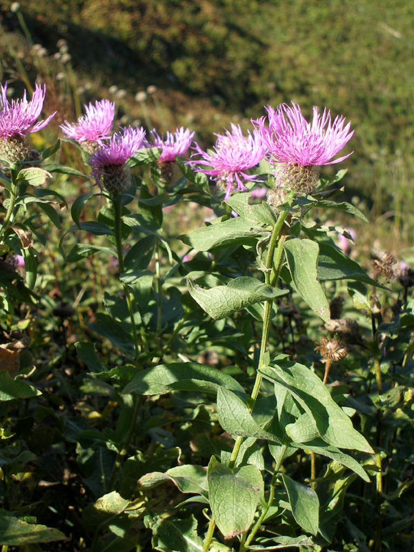 Image of Centaurea alutacea specimen.