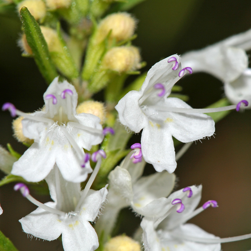 Image of Satureja spicigera specimen.