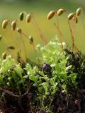 View full-size image Plagiomnium cuspidatum