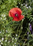 View full-size image Papaver rhoeas