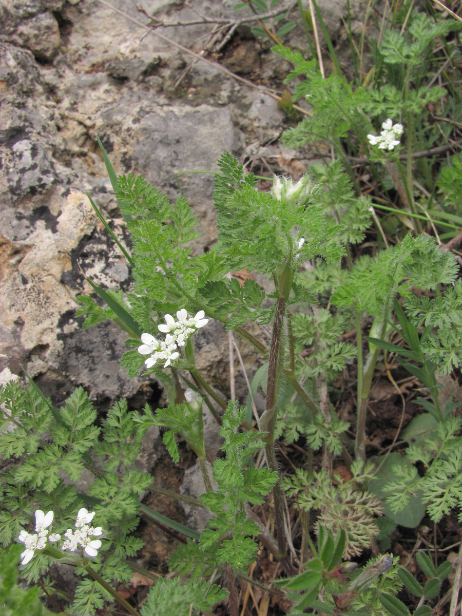 Изображение особи Orlaya daucoides.