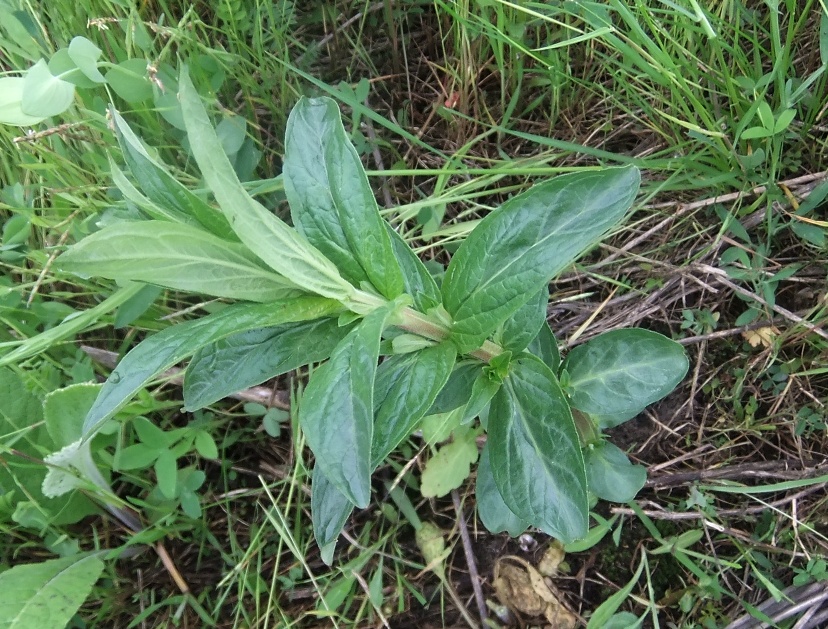 Image of genus Lythrum specimen.