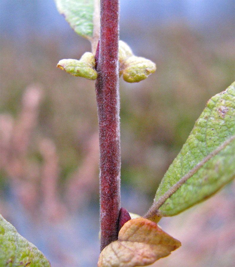 Image of Salix &times; coerulescens specimen.