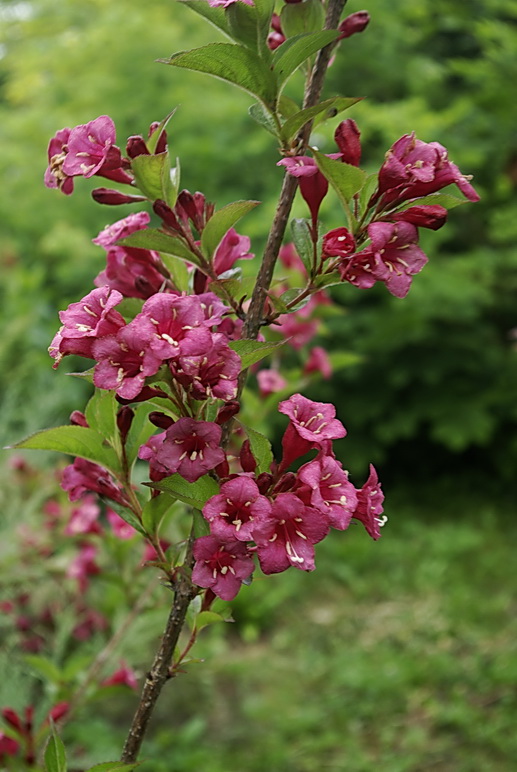 Image of Weigela hortensis specimen.