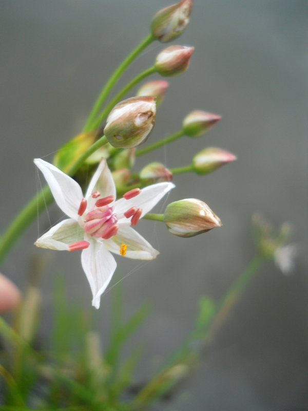 Изображение особи Butomus umbellatus.