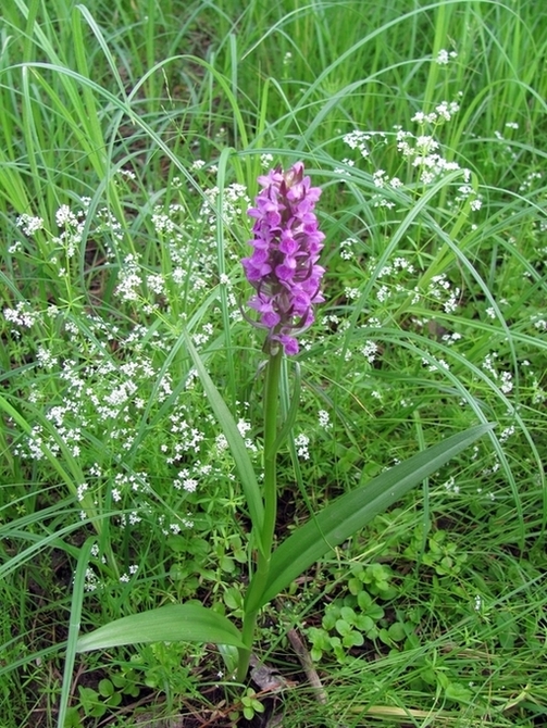 Изображение особи Dactylorhiza incarnata.